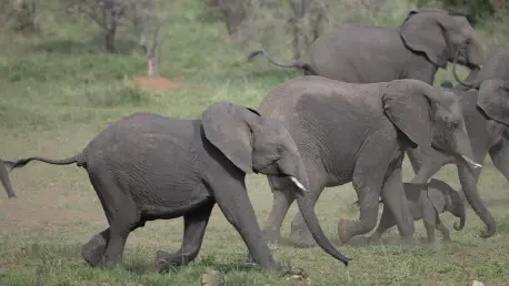 Disney Vets Use X-Rays to Keep Elephants Moving Strong